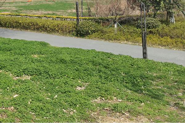 筑牢質量“安全線”！珠海市生態環境局等四部門加強建設用地土壤環境聯動監管服務